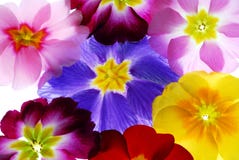 Primula Flowers Stock Images Primula Flowers Stock Images