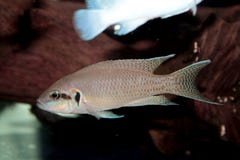 Princesa de peixes do aquário de Burundi (brichardi de Neolamprologus) Fotografia de Stock Princesa de peixes do aquário de Burundi (brichardi de Neolamprologus) Fotografia de Stock