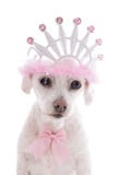 Princesa mimada Pet Dog fotos de stock royalty free Princesa mimada Pet Dog fotos de stock royalty free