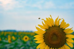 A sunflower in the field stock photos A sunflower in the field stock photos