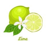 Lime isolated. Citrus with green leaves and white flower vector illustration Lime isolated. Citrus with green leaves and white flower vector illustration