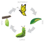 Butterfly Pupa Larva Life Cycle Vector Illustration Background