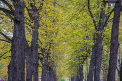 Priorità bassa di autunno Fondo di autunno dalle cime di fogliame ingiallito immagini stock Priorità bassa di autunno Fondo di autunno dalle cime di fogliame ingiallito immagini stock