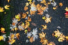 Priorità bassa di autunno Parecchie foglie fotografia stock libera da diritti Priorità bassa di autunno Parecchie foglie fotografia stock libera da diritti