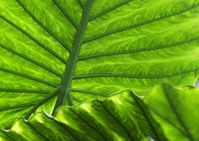 Priorità bassa tropicale di struttura di verde del particolare del foglio fotografie stock libere da diritti Priorità bassa tropicale di struttura di verde del particolare del foglio fotografie stock libere da diritti