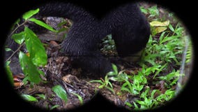 Prismáticos a través vistos malayanus de Helarctos del oso de Sun Animales de observación en el safari de la fauna almacen de video Prismáticos a través vistos malayanus de Helarctos del oso de Sun Animales de observación en el safari de la fauna almacen de video