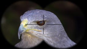 Prismáticos a través vistos melanoleucus Negro-de pecho de Halcón-Eagle Geranoaetus A través vistos prismáticos Observación de pá Prismáticos a través vistos melanoleucus Negro-de pecho de Halcón-Eagle Geranoaetus A través vistos prismáticos Observación de pá