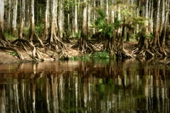 A pristine stand of native bald cypress trees reflect in the still waters of Fisheating Creek, near Palmdale, Florida royalty free stock images A pristine stand of native bald cypress trees reflect in the still waters of Fisheating Creek, near Palmdale, Florida royalty free stock images