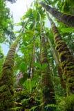 Pristine tropical rain forest