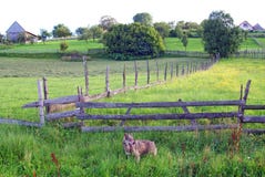 Private Property Protected By Dogs Stock Photo Private Property Protected By Dogs Stock Photo