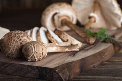 Procera Macrolepiota очень вкусный съестной гриб Стоковое Изображение Procera Macrolepiota очень вкусный съестной гриб Стоковое Изображение