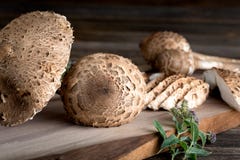 Procera Macrolepiota очень вкусный съестной гриб Стоковые Фотографии RF Procera Macrolepiota очень вкусный съестной гриб Стоковые Фотографии RF