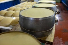 Process of making parmigiano-reggiano parmesan cheese on small cheese farm in Parma, Italy, stainless steel buckles with cheese