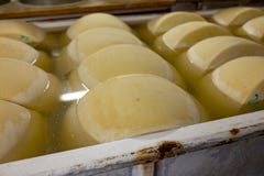 Process of making parmigiano-reggiano parmesan cheese on small cheese farm in Parma, Italy, wheels brining in brine bath to absorb
