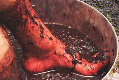 The process of making wine, grapes press their feet in a large vat. Secrets of winemaking, preparation of grapes and juice extract stock images The process of making wine, grapes press their feet in a large vat. Secrets of winemaking, preparation of grapes and juice extract stock images