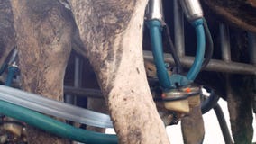 The process of milk milking from a cow on a farm using modern equipment, close-up, milk and kine, udder, farming