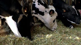 Processo d'alimentazione della vacca da latte sull'azienda agricola moderna Animali domestici che mangiano fieno archivi video Processo d'alimentazione della vacca da latte sull'azienda agricola moderna Animali domestici che mangiano fieno archivi video