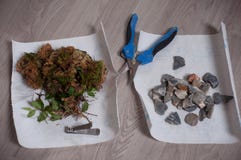 Processo de limpar os bonsais na primavera Copa de árvore de limpeza dos galhos errados com tesouras foto de stock Processo de limpar os bonsais na primavera Copa de árvore de limpeza dos galhos errados com tesouras foto de stock