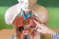 Profesor de sexo femenino joven en la clase de Biología, anatomía de enseñanza del cuerpo humano, usando el modelo artificial del fotografía de archivo Profesor de sexo femenino joven en la clase de Biología, anatomía de enseñanza del cuerpo humano, usando el modelo artificial del fotografía de archivo