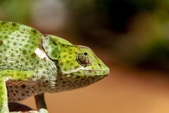 Profiel van een wild Afrikaans kameleon royalty-vrije stock fotografie Profiel van een wild Afrikaans kameleon royalty-vrije stock fotografie