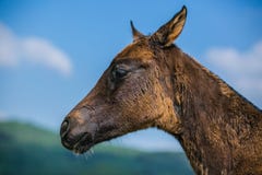 In profielportret van het veulen van Akhal teke stock fotografie In profielportret van het veulen van Akhal teke stock fotografie