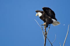 Profil d'Eagle Perched chauve dans un arbre images libres de droits Profil d'Eagle Perched chauve dans un arbre images libres de droits