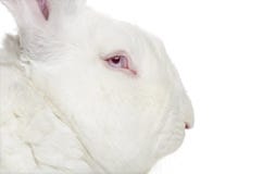 Profil d'un lapin géant flamand d'isolement sur le blanc photographie stock libre de droits Profil d'un lapin géant flamand d'isolement sur le blanc photographie stock libre de droits