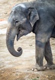 Profil d'un éléphant asiatique Photo stock Profil d'un éléphant asiatique Photo stock