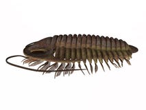 Profil för Trilobite ptychopariasida arkivfoton Profil för Trilobite ptychopariasida arkivfoton
