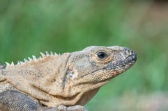 Profile of an Iguana with a close up of the head against a green background royalty free stock image Profile of an Iguana with a close up of the head against a green background royalty free stock image