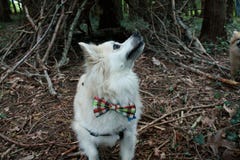 Pomeranian with bow tie in woods royalty free stock images Pomeranian with bow tie in woods royalty free stock images
