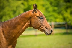 In profile portrait of Akhal teke horse in a paddock stock photo In profile portrait of Akhal teke horse in a paddock stock photo