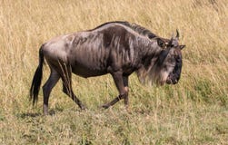 Profile portrait of solitary female wildebeest up close walking and grazing in the tall grass of the savannah of Africa stock photography Profile portrait of solitary female wildebeest up close walking and grazing in the tall grass of the savannah of Africa stock photography