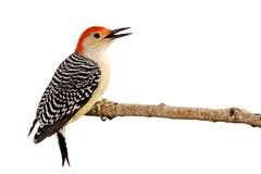 Profile of red-bellied woodpecker with beak open