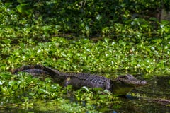 Profile Shot Of A Big Wild Alligator Looking For A Meal In Texas. Royalty Free Stock Photo Profile Shot Of A Big Wild Alligator Looking For A Meal In Texas. Royalty Free Stock Photo