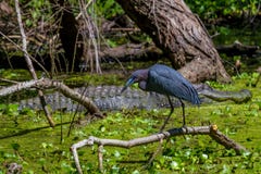 Profile Shot Of A Little Blue Heron (Egretta Caerulea) In Front Of A Giant Wild Alligator In Texas. Royalty Free Stock Photography