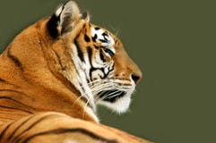 Profile of tiger