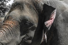 Profile view of huge Sumatra elephant trying to reach something with his trunk stock image Profile view of huge Sumatra elephant trying to reach something with his trunk stock image