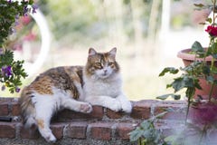 Profilo completo del corpo di una menzogne tricolore simile a pelliccia adorabile del gatto di calicò sbottonata su una parete de immagini stock libere da diritti Profilo completo del corpo di una menzogne tricolore simile a pelliccia adorabile del gatto di calicò sbottonata su una parete de immagini stock libere da diritti