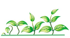 Progression Of Seedling Growth Royalty Free Stock Photo