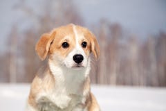 Promenade rouge mignonne de pembroke de corgi de gallois de chiot ext?rieure, course, ayant l'amusement dans le parc blanc de nei images stock Promenade rouge mignonne de pembroke de corgi de gallois de chiot ext?rieure, course, ayant l'amusement dans le parc blanc de nei images stock