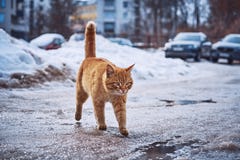promenades de chat Ardent-rouges sur l'asphalte et les magmas humides photos stock promenades de chat Ardent-rouges sur l'asphalte et les magmas humides photos stock