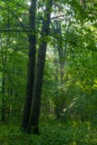 Promienie wchodzić do deciduous las światło słoneczne zdjęcie stock Promienie wchodzić do deciduous las światło słoneczne zdjęcie stock