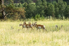Pronghorn `American Antelope` Doe In Custer State Park Royalty Free Stock Photography Pronghorn `American Antelope` Doe In Custer State Park Royalty Free Stock Photography