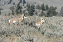 Pronghorn Antelope With A Baby Stock Photo Pronghorn Antelope With A Baby Stock Photo
