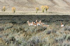Pronghorn (Antilocapra referente à cultura norte-americana) fotos de stock royalty free Pronghorn (Antilocapra referente à cultura norte-americana) fotos de stock royalty free