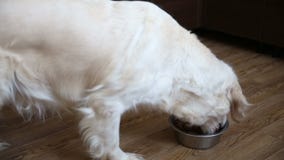 Proper nutrition of domestic animals. the dog eats natural food with appetite.
