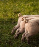 prosiaczków fryzujący ogony trzy