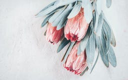 Protea buds closeup. Bunch of pink King Protea flowers over grey background. Valentine`s Day royalty free illustration Protea buds closeup. Bunch of pink King Protea flowers over grey background. Valentine`s Day royalty free illustration