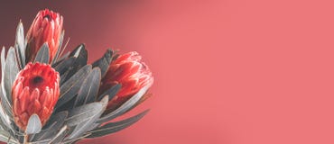 Protea buds closeup. Bunch of red King Protea flowers. Valentine`s Day bouquet royalty free stock images Protea buds closeup. Bunch of red King Protea flowers. Valentine`s Day bouquet royalty free stock images